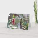 Search for fig tree cards Leaves