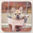 Search for french bulldog coasters Animal