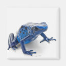 Search for dart magnets Amphibian