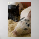 Search for swine posters Pigs