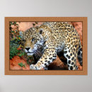 Search for leopard photography Wild cat