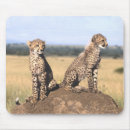 Search for big cats mouse mats Photography