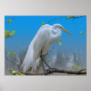 Search for egret posters Animals