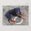Search for guilty postcards Dog