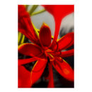 Search for poinciana posters Royal