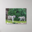 Search for tiger canvas prints White