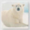 Search for carnivore barware Arctic