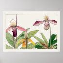 Search for lady slipper posters Orchid