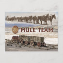 Search for mule postcards Desert