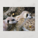Search for mongoose postcards Mammal