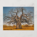 Search for baobabs Landscape