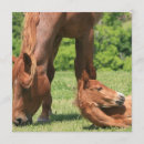 Search for mare invitations Horses