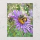 Search for aster vertical postcards Fall