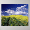 Search for canola posters Blue