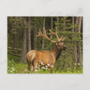 Search for bull elk postcards Antlers