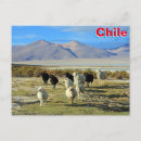 Search for chilean postcards South america