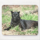 Search for black panthers electronics Wildlife