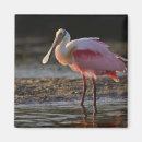 Search for darling magnets Bird