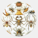 Search for arachnids stickers Insects
