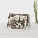 Search for lamb photography Cute