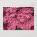 Search for clusters postcards Flower