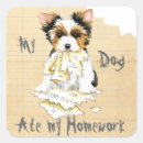 Search for biewer terrier Puppy