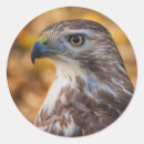 Search for hawking stickers Raptor