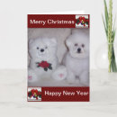 Search for frises cards Fluffy