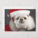 Search for embarrassed cards Pets