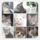 Search for funny cat picture stickers Animals