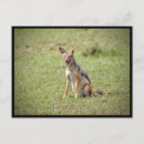 Search for jackal Fox