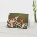Search for perch cards Cardinal