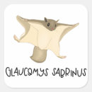 Search for squirrel drawing stickers Nature