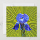 Search for iris flower cards Blue