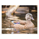 Search for drake posters Duck