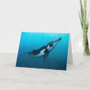 Search for cetacean cards Marine