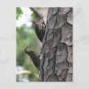 Search for fledgling postcards Nature