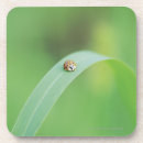 Search for blade barware Nature