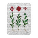 Search for italian magnets Steampunk