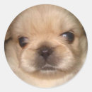 Search for pekingese stickers Pet