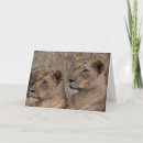 Search for lionesses cards Photography