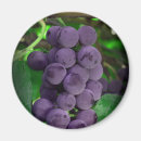 Search for grapes magnets Purple