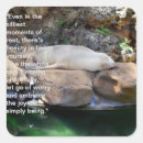 Search for white lion stickers Wildlife