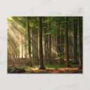 Search for deciduous postcards Nature