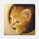 Search for peek a magnets Baby