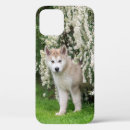 Search for alaskan malamute dog iphone cases Cute