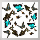 Search for 24x24 posters Nature