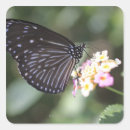 Search for pretty blue butterflies stickers Girly