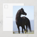 Search for stallion postcards Black