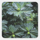 Search for oceania stickers Pacific